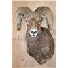 Image 1 : Massive ROCKY MOUNTAIN BIG HORN Sheep Ram Shoulder Mount