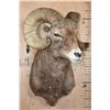 Image 2 : Massive ROCKY MOUNTAIN BIG HORN Sheep Ram Shoulder Mount