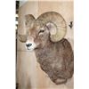 Image 3 : Massive ROCKY MOUNTAIN BIG HORN Sheep Ram Shoulder Mount
