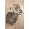 Image 4 : Massive ROCKY MOUNTAIN BIG HORN Sheep Ram Shoulder Mount