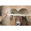 Image 5 : Massive ROCKY MOUNTAIN BIG HORN Sheep Ram Shoulder Mount
