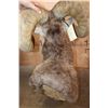 Image 6 : Massive ROCKY MOUNTAIN BIG HORN Sheep Ram Shoulder Mount
