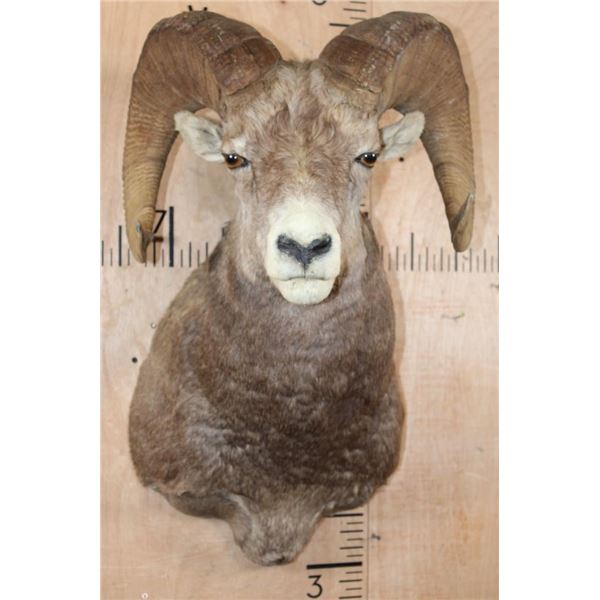 Huge STONE SHEEP Ram Shoulder Mount