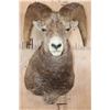 Image 1 : Huge STONE SHEEP Ram Shoulder Mount