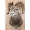 Image 2 : Huge STONE SHEEP Ram Shoulder Mount