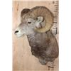 Image 3 : Huge STONE SHEEP Ram Shoulder Mount