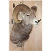 Image 4 : Huge STONE SHEEP Ram Shoulder Mount