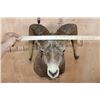 Image 5 : Huge STONE SHEEP Ram Shoulder Mount