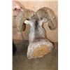 Image 6 : Huge STONE SHEEP Ram Shoulder Mount
