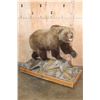 Image 7 : Huge STONE SHEEP Ram Shoulder Mount