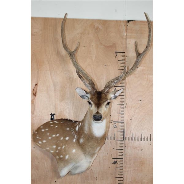 AXIS DEER in Velvet Wall Pedestal Mount