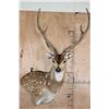 Image 1 : AXIS DEER in Velvet Wall Pedestal Mount