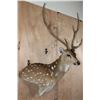 Image 2 : AXIS DEER in Velvet Wall Pedestal Mount