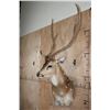 Image 3 : AXIS DEER in Velvet Wall Pedestal Mount