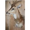 Image 4 : AXIS DEER in Velvet Wall Pedestal Mount