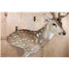 Image 5 : AXIS DEER in Velvet Wall Pedestal Mount