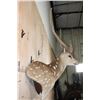 Image 6 : AXIS DEER in Velvet Wall Pedestal Mount