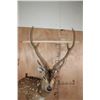 Image 7 : AXIS DEER in Velvet Wall Pedestal Mount