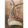 Image 8 : AXIS DEER in Velvet Wall Pedestal Mount