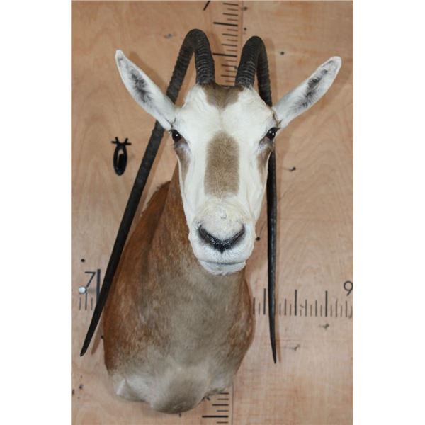 *TEXAS RESIDENTS ONLY* Freak SCIMITAR HORNED ORYX with Horn Deformities