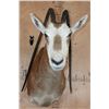Image 1 : *TEXAS RESIDENTS ONLY* Freak SCIMITAR HORNED ORYX with Horn Deformities
