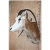 Image 2 : *TEXAS RESIDENTS ONLY* Freak SCIMITAR HORNED ORYX with Horn Deformities