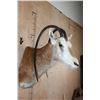 Image 3 : *TEXAS RESIDENTS ONLY* Freak SCIMITAR HORNED ORYX with Horn Deformities