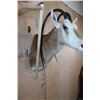 Image 4 : *TEXAS RESIDENTS ONLY* Freak SCIMITAR HORNED ORYX with Horn Deformities