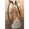 Image 5 : *TEXAS RESIDENTS ONLY* Freak SCIMITAR HORNED ORYX with Horn Deformities
