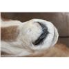 Image 6 : *TEXAS RESIDENTS ONLY* Freak SCIMITAR HORNED ORYX with Horn Deformities