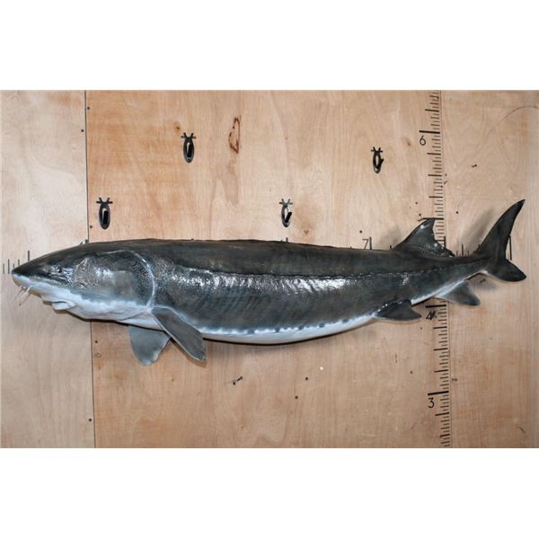 Huge Reproduction STURGEON Fish Mount