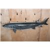 Image 2 : Huge Reproduction STURGEON Fish Mount