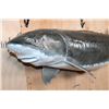 Image 3 : Huge Reproduction STURGEON Fish Mount