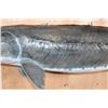 Image 4 : Huge Reproduction STURGEON Fish Mount