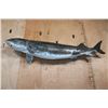 Image 6 : Huge Reproduction STURGEON Fish Mount