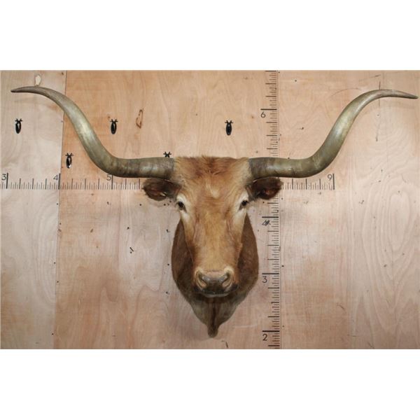 Big TEXAS LONGHORN Shoulder Mount with a "Texas Twist"