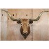 Image 1 : Big TEXAS LONGHORN Shoulder Mount with a "Texas Twist"