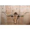 Image 2 : Big TEXAS LONGHORN Shoulder Mount with a "Texas Twist"