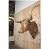 Image 3 : Big TEXAS LONGHORN Shoulder Mount with a "Texas Twist"