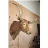 Image 4 : Big TEXAS LONGHORN Shoulder Mount with a "Texas Twist"
