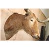 Image 5 : Big TEXAS LONGHORN Shoulder Mount with a "Texas Twist"