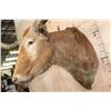 Image 6 : Big TEXAS LONGHORN Shoulder Mount with a "Texas Twist"