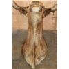 Image 7 : Big TEXAS LONGHORN Shoulder Mount with a "Texas Twist"