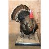 Image 1 : Life-sized "Strutting" TURKEY on a Decorative Base
