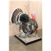 Image 2 : Life-sized "Strutting" TURKEY on a Decorative Base