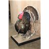 Image 3 : Life-sized "Strutting" TURKEY on a Decorative Base