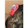 Image 4 : Life-sized "Strutting" TURKEY on a Decorative Base