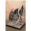 Image 5 : Life-sized "Strutting" TURKEY on a Decorative Base