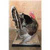 Image 7 : Life-sized "Strutting" TURKEY on a Decorative Base