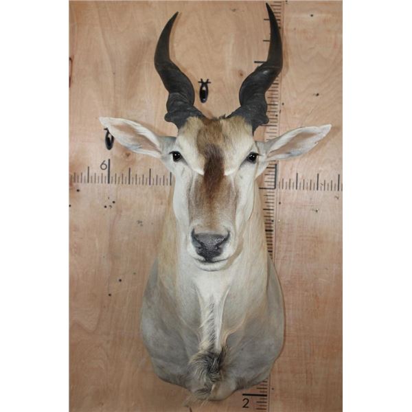 Big ELAND Shoulder Mount